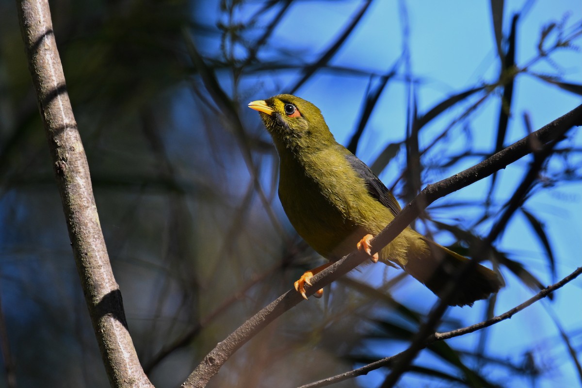 Bell Miner - ML638054983