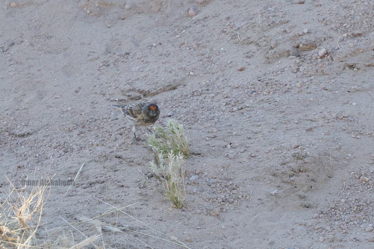 Улаан духт серин - ML638054984