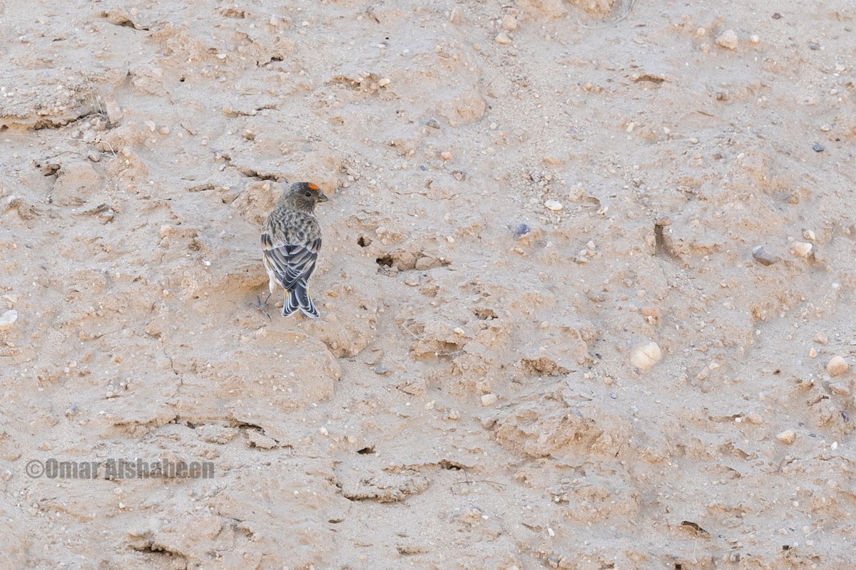 Улаан духт серин - ML638054985