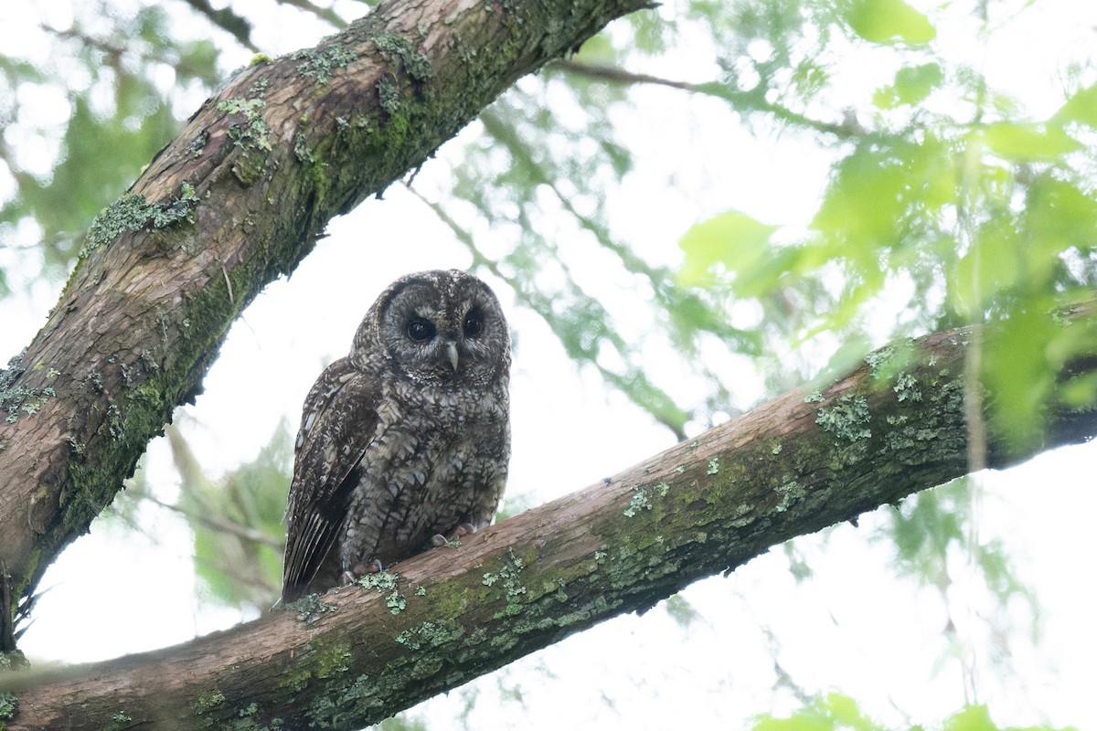 Himalayan Owl - ML638054994