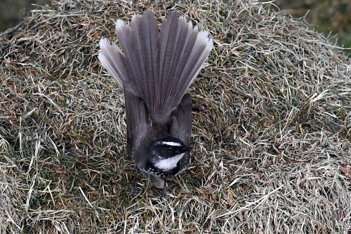 Spot-breasted Fantail - ML638055000