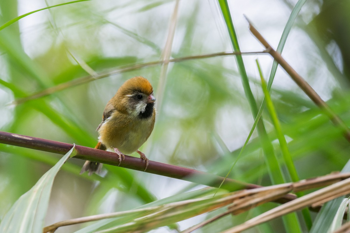 Golden Parrotbill - ML638055009