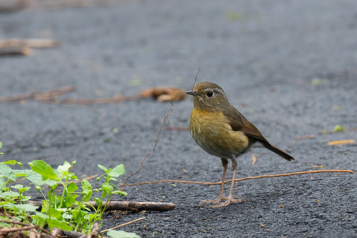 Collared Bush-Robin - ML638055013