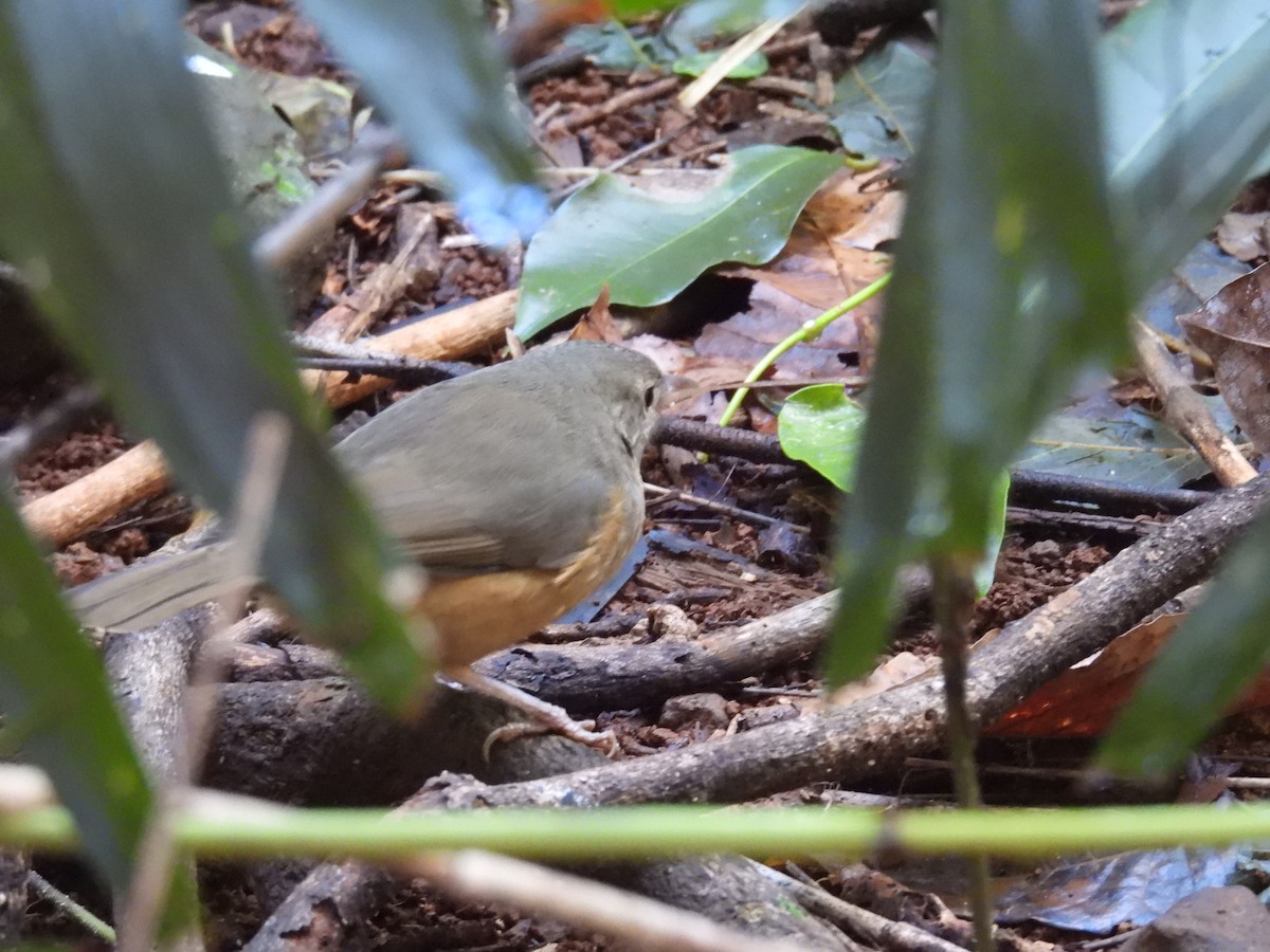 Rufous Shrikethrush - ML638055029
