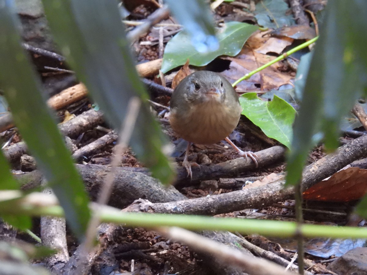 Rufous Shrikethrush - ML638055031