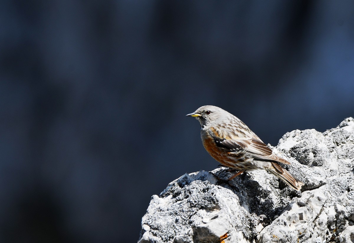 Alpine Accentor - ML638055047