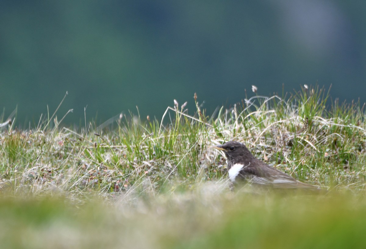 Ring Ouzel - ML638055069