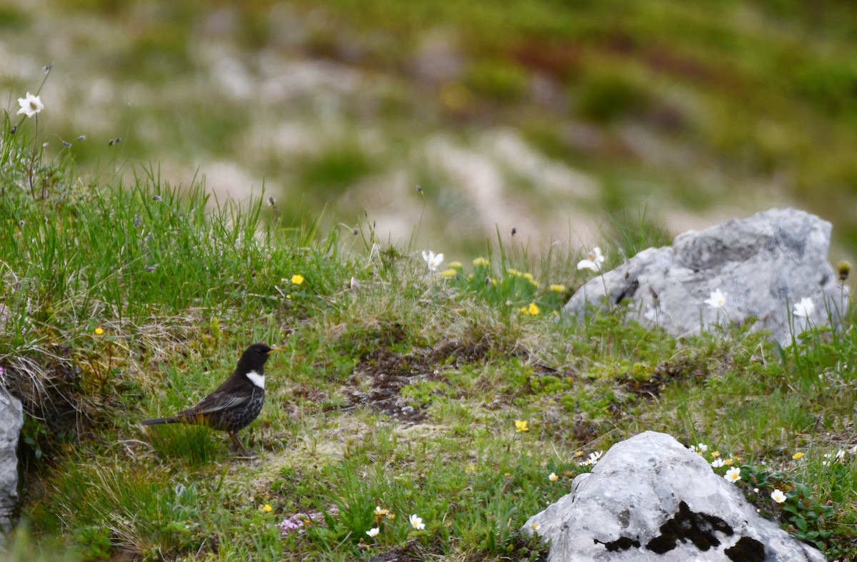 Ring Ouzel - ML638055070