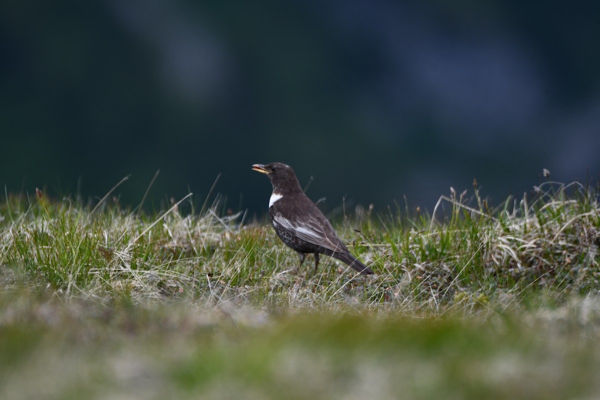 Ring Ouzel - ML638055071