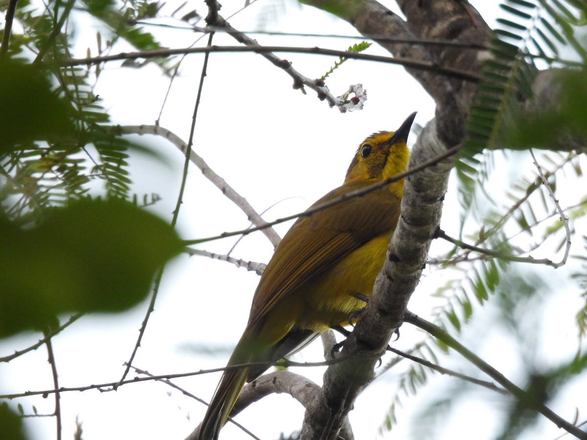 Yellow-browed Bulbul - ML638055079