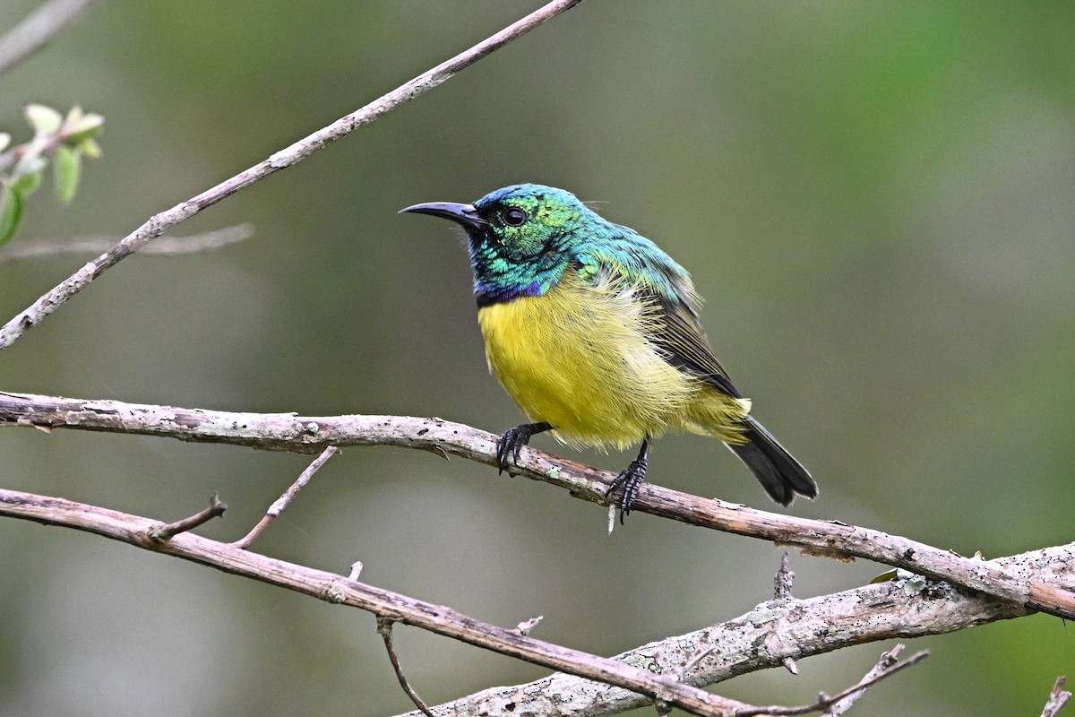Collared Sunbird - ML638055083