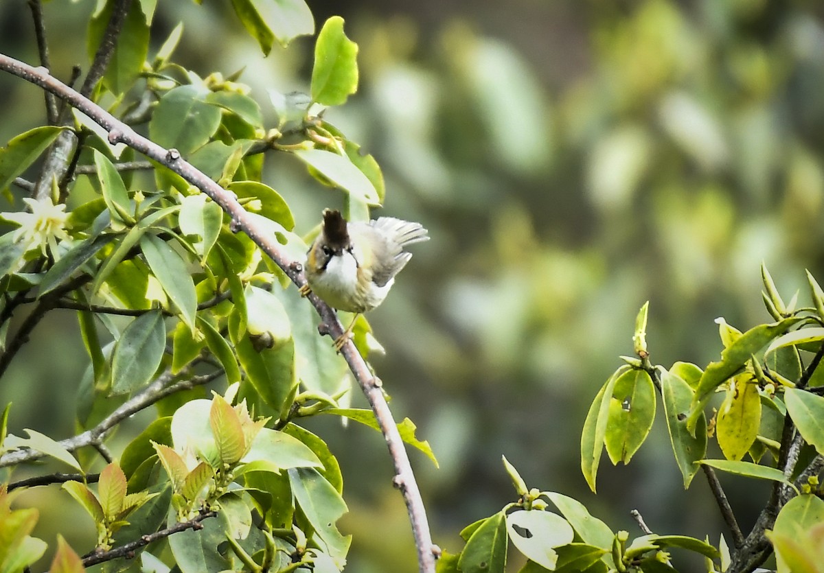 Whiskered Yuhina - ML638055085