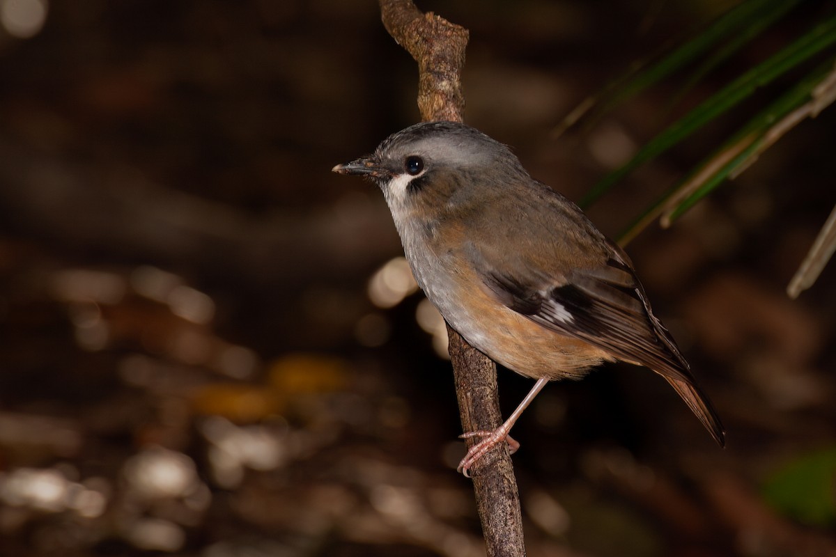 Gray-headed Robin - ML638055102