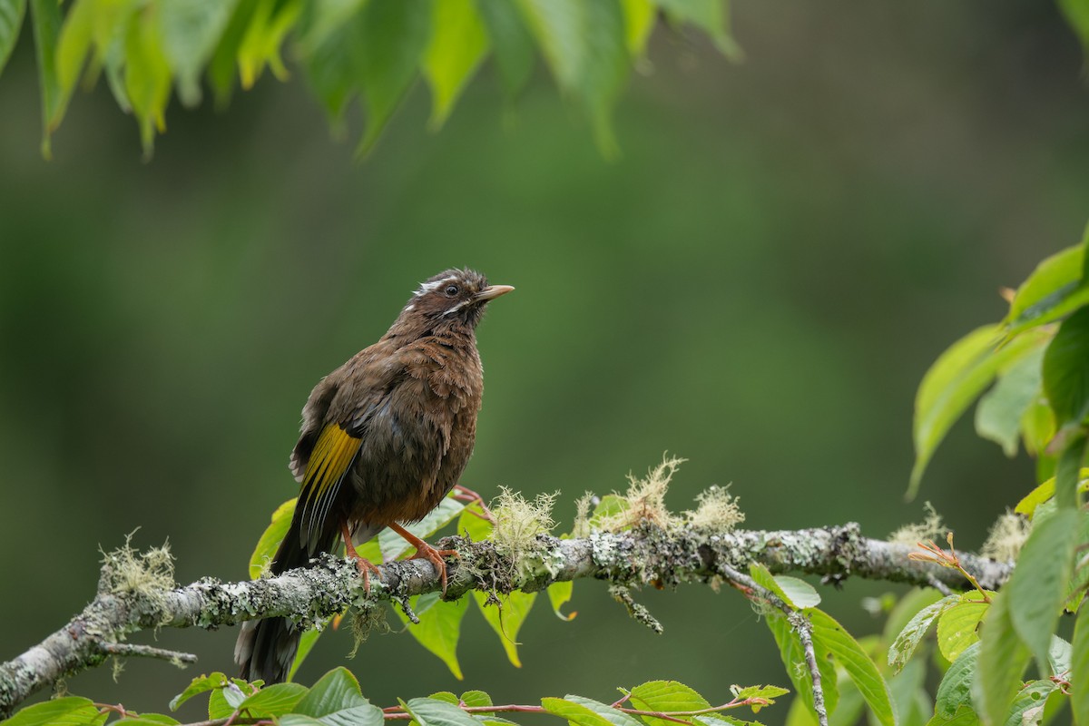 White-whiskered Laughingthrush - ML638055105