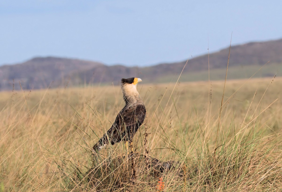 Crested Caracara (Southern) - ML638055107