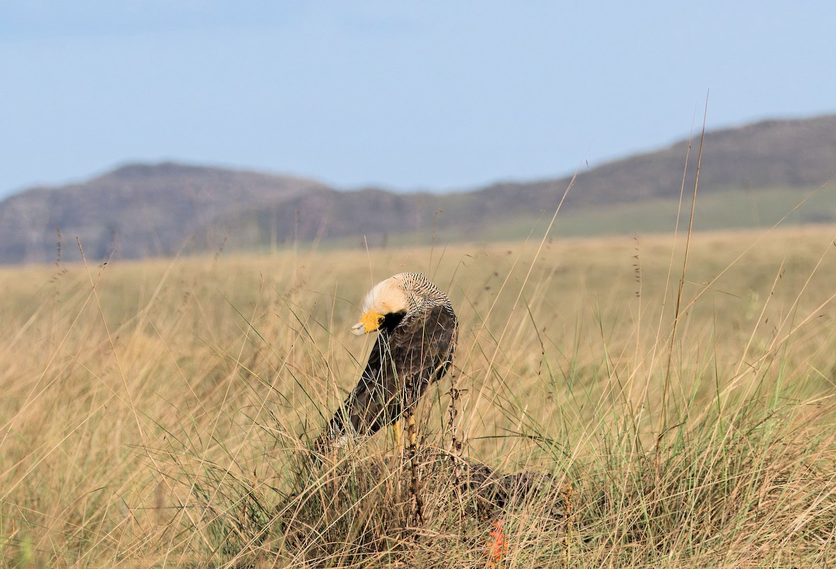 Crested Caracara (Southern) - ML638055108