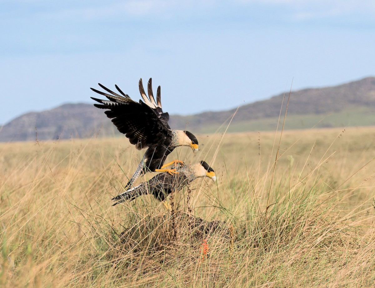 Crested Caracara (Southern) - ML638055110