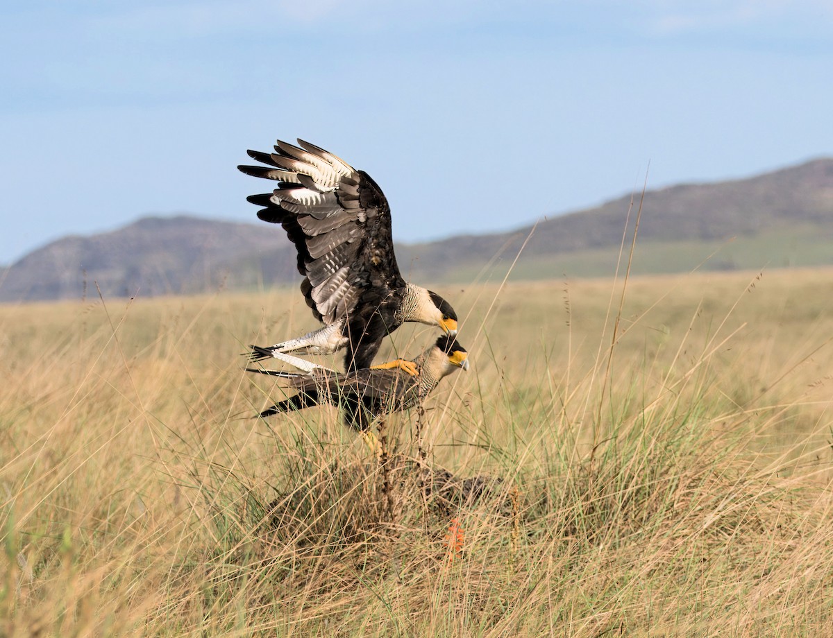 Crested Caracara (Southern) - ML638055111