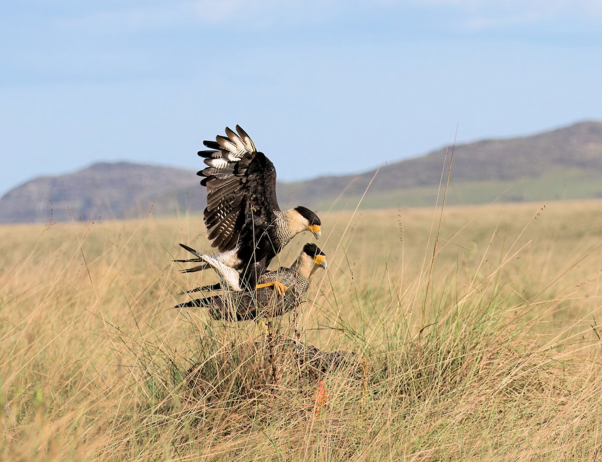 Crested Caracara (Southern) - ML638055112