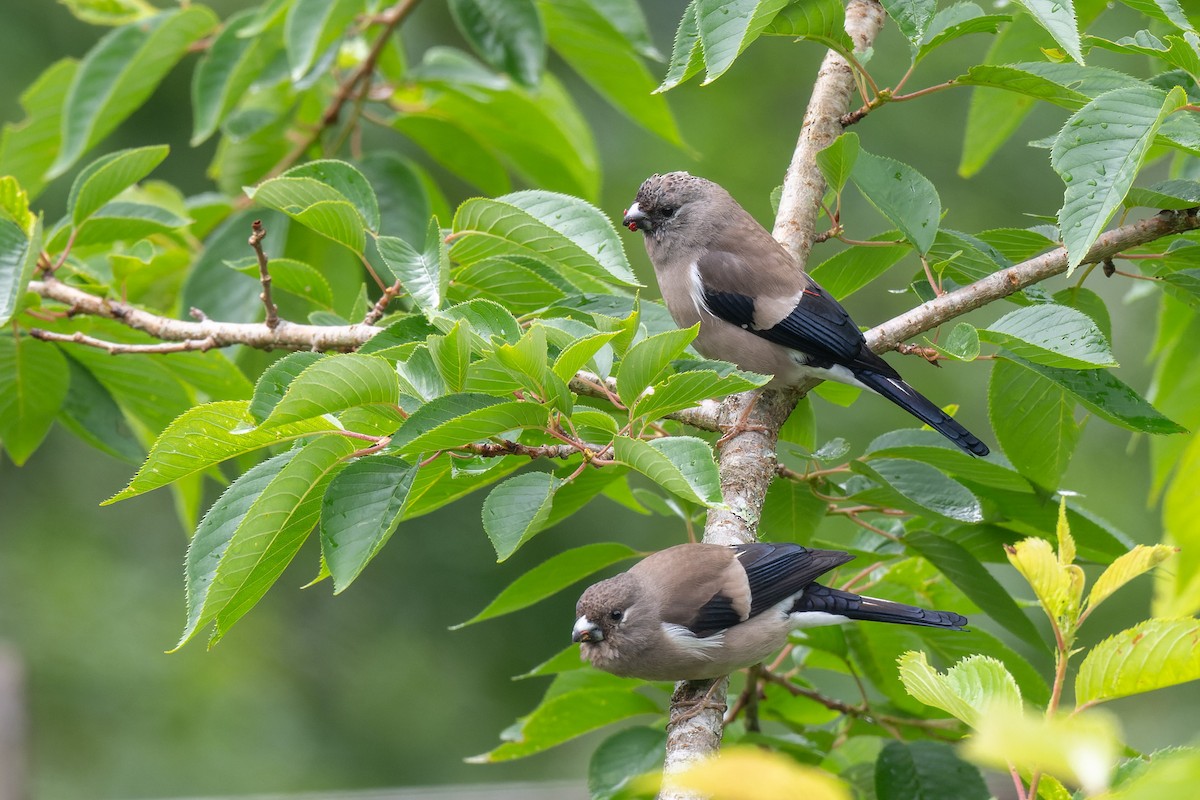 Brown Bullfinch (Brown) - ML638055113