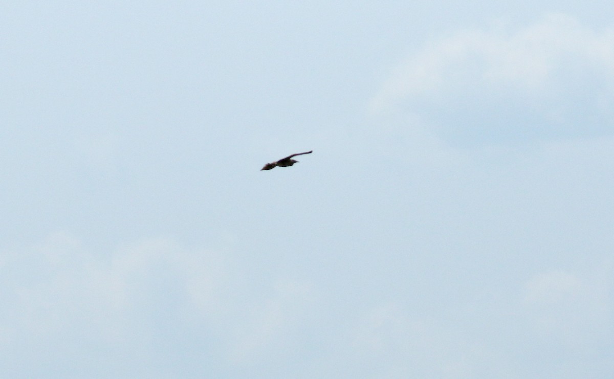 Eurasian Bittern - ML638055120