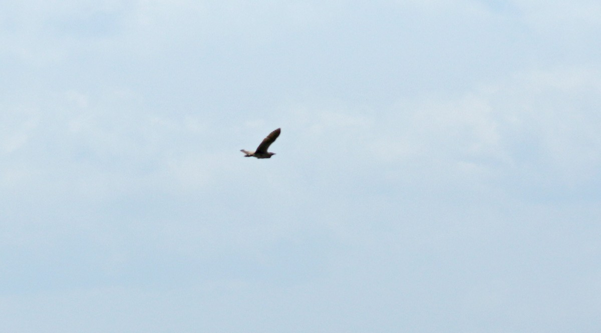 Eurasian Bittern - ML638055122