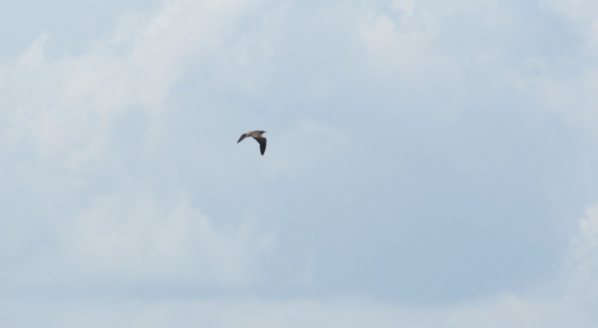 Eurasian Bittern - ML638055124