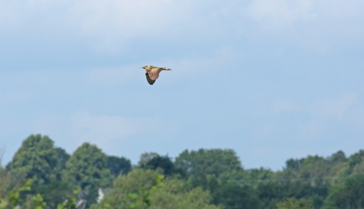 Eurasian Bittern - ML638055125