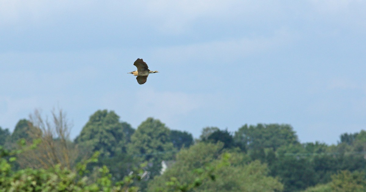 Eurasian Bittern - ML638055126