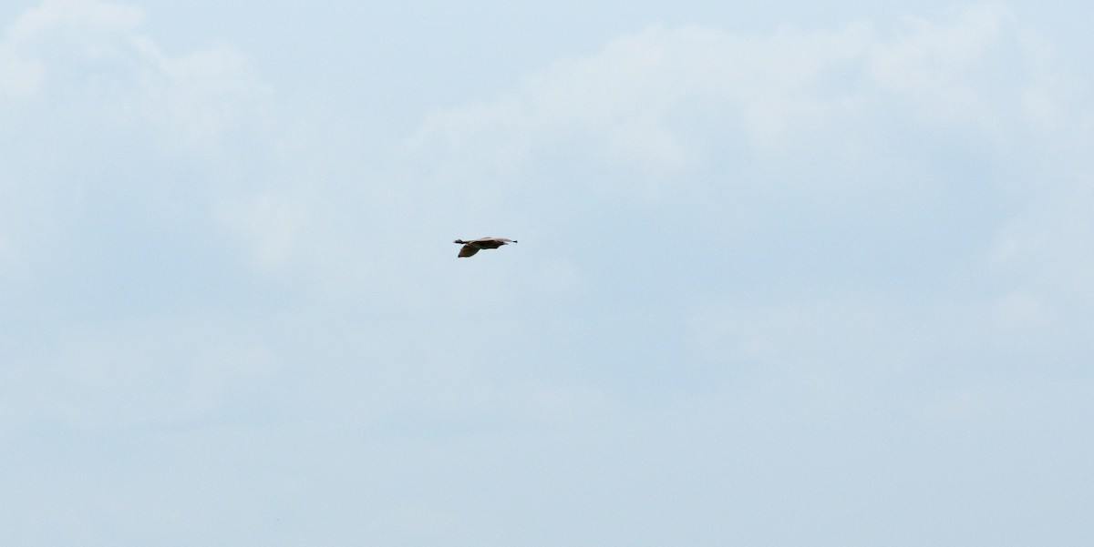 Eurasian Bittern - ML638055127