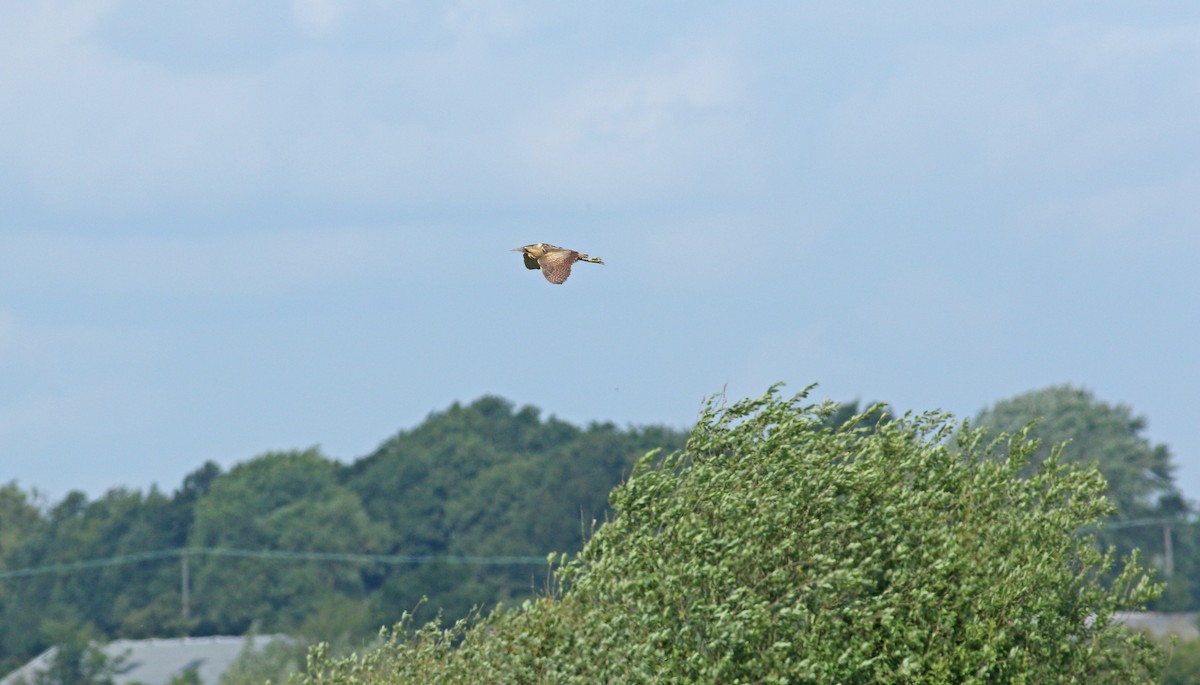 Eurasian Bittern - ML638055128