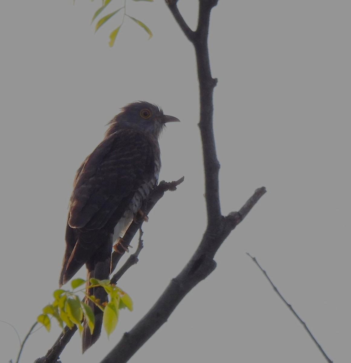 Common Hawk-Cuckoo - ML638055133