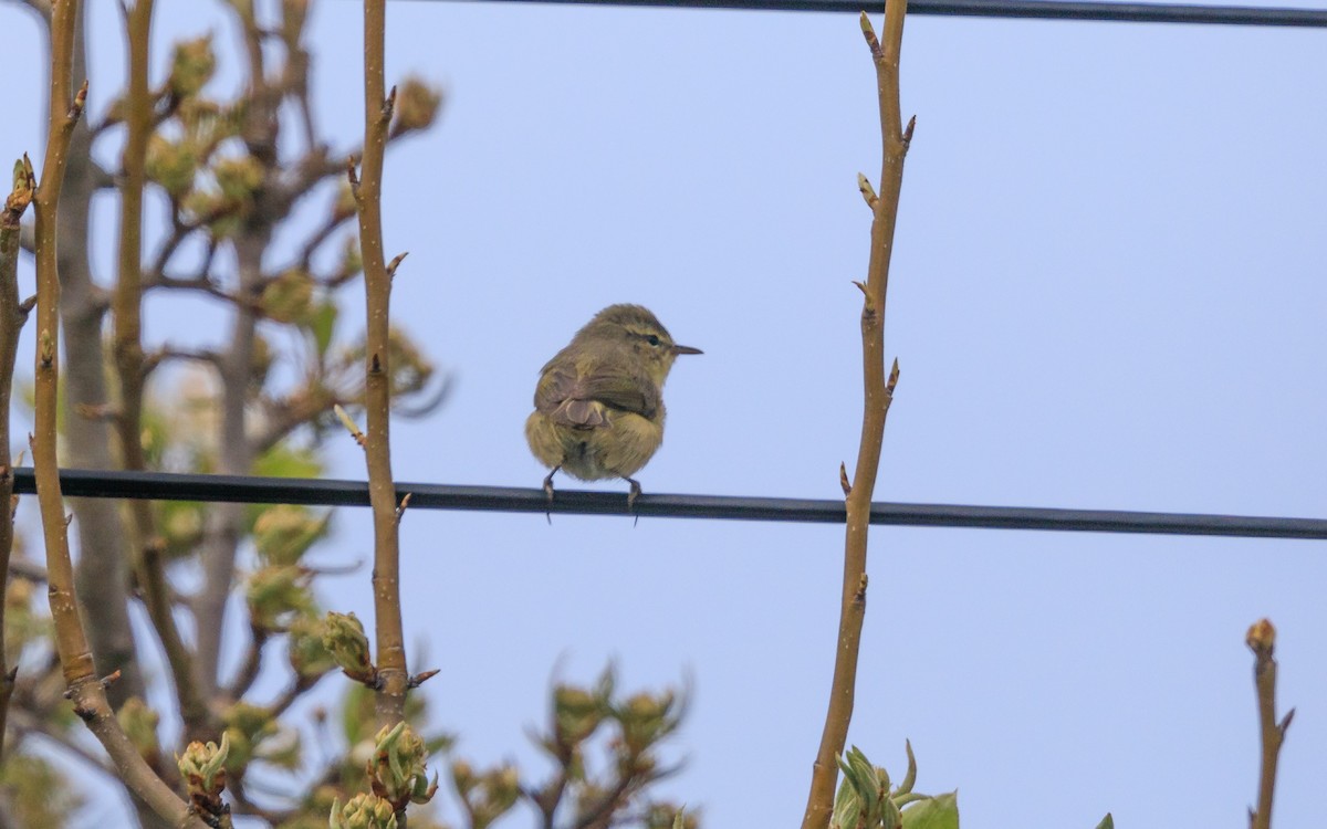 Canary Islands Chiffchaff - ML638055148