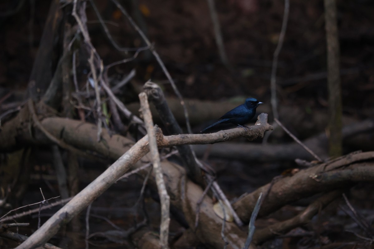 Shining Flycatcher - ML638055150