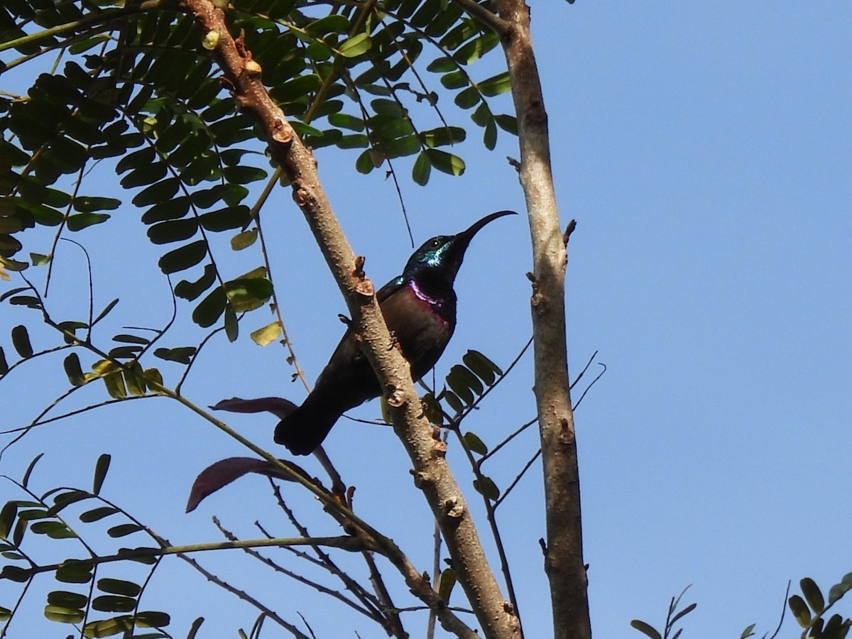 Loten's Sunbird - ML638055156