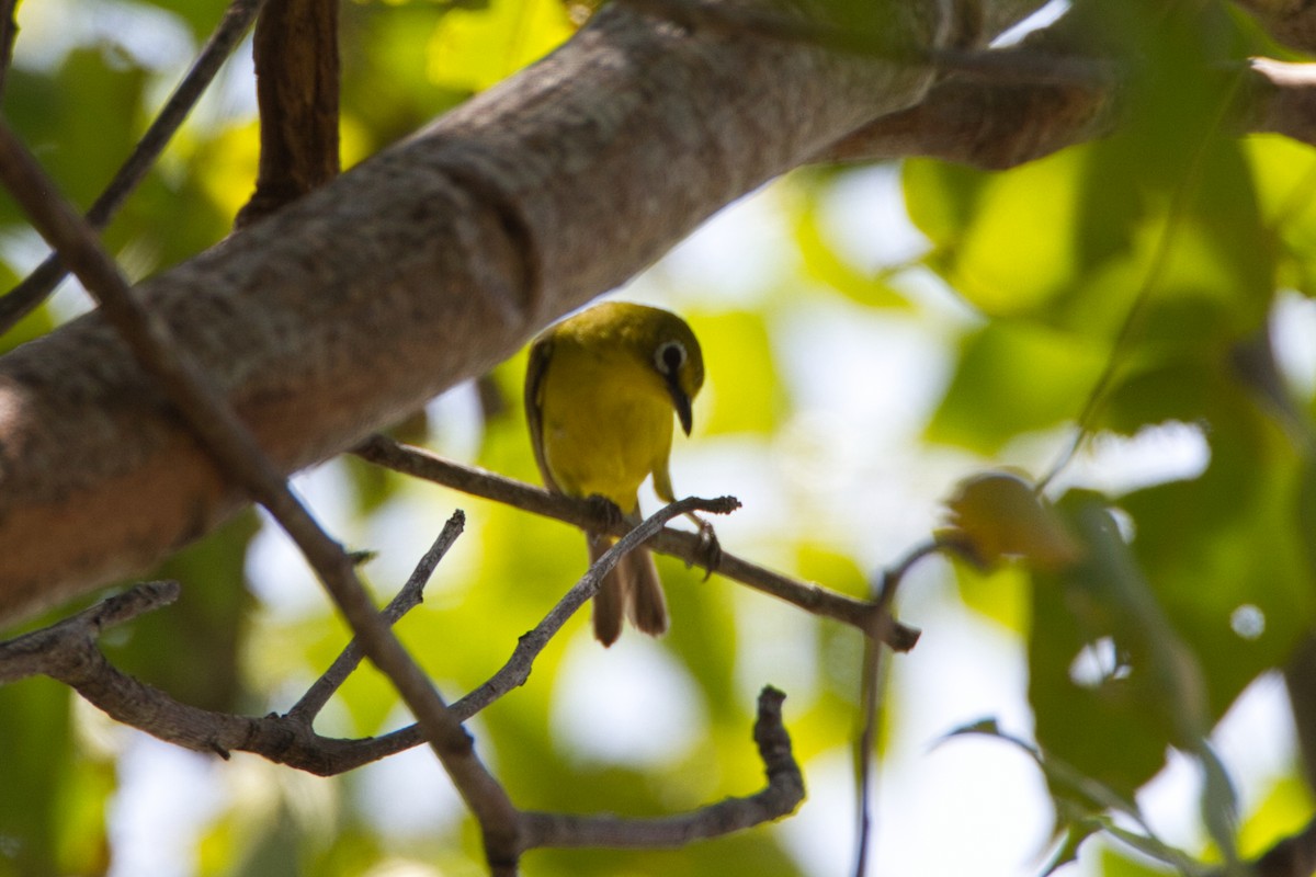 Lemon-bellied White-eye - ML638055158