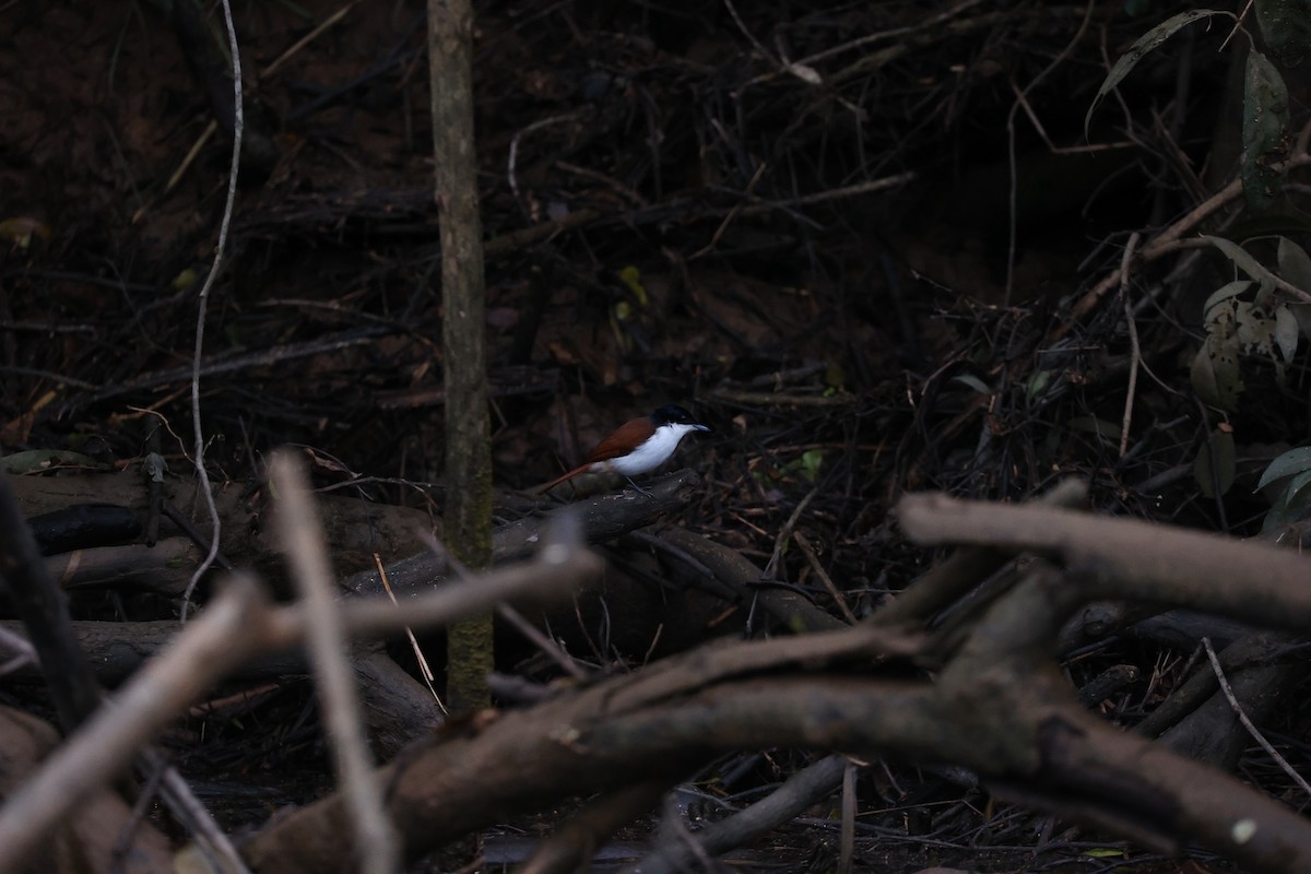 Shining Flycatcher - ML638055162