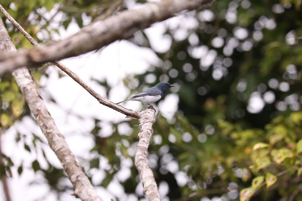Leaden Flycatcher - ML638055180