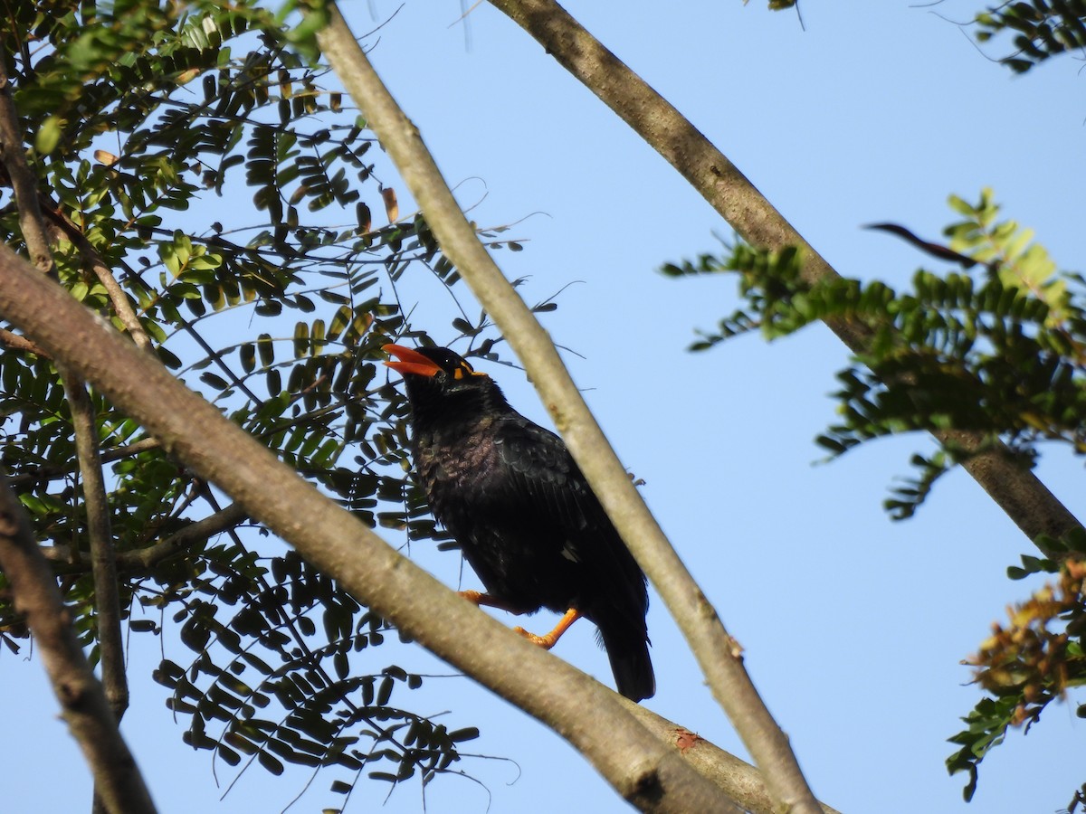 Southern Hill Myna - ML638055189