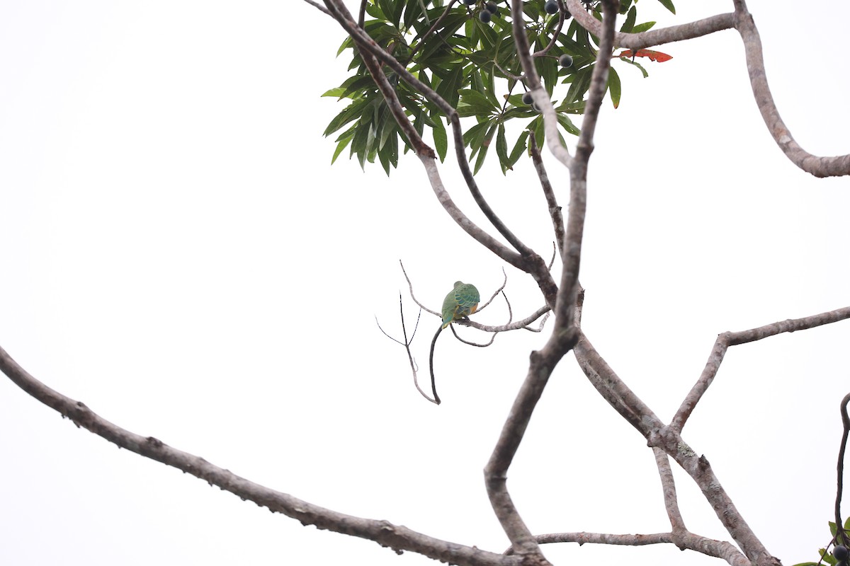 Rose-crowned Fruit-Dove - ML638055195