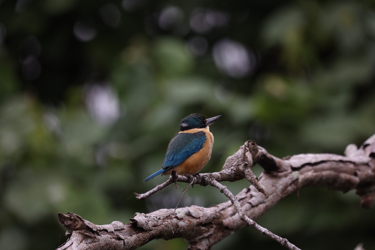 Sacred Kingfisher - ML638055205