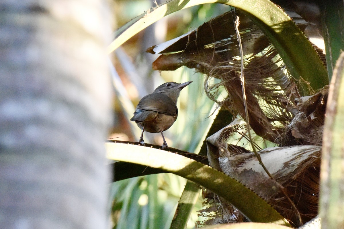Rufous Shrikethrush - ML638055211