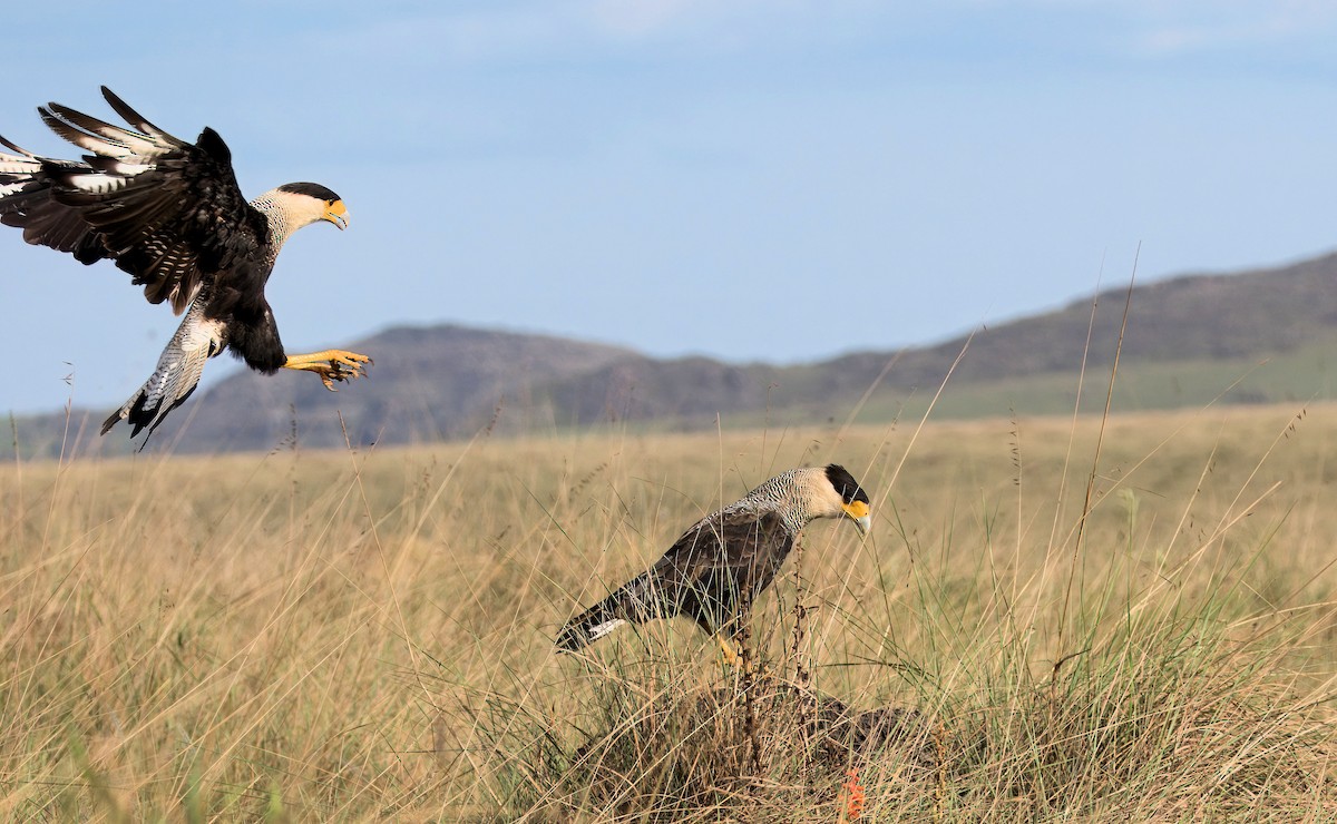 Crested Caracara (Southern) - ML638055217