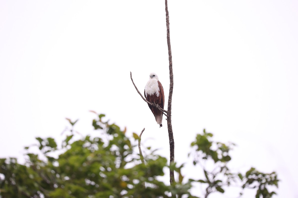 Brahminy Kite - ML638055219