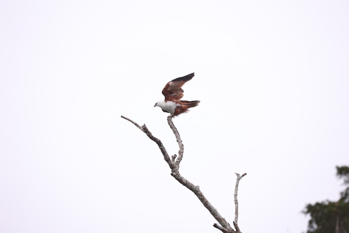 Brahminy Kite - ML638055220