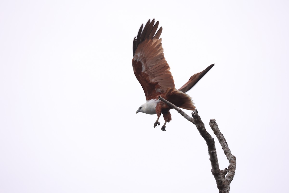 Brahminy Kite - ML638055227