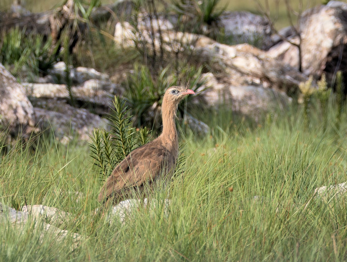 Red-legged Seriema - ML638055243