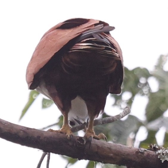 Brahminy Kite - ML638055245