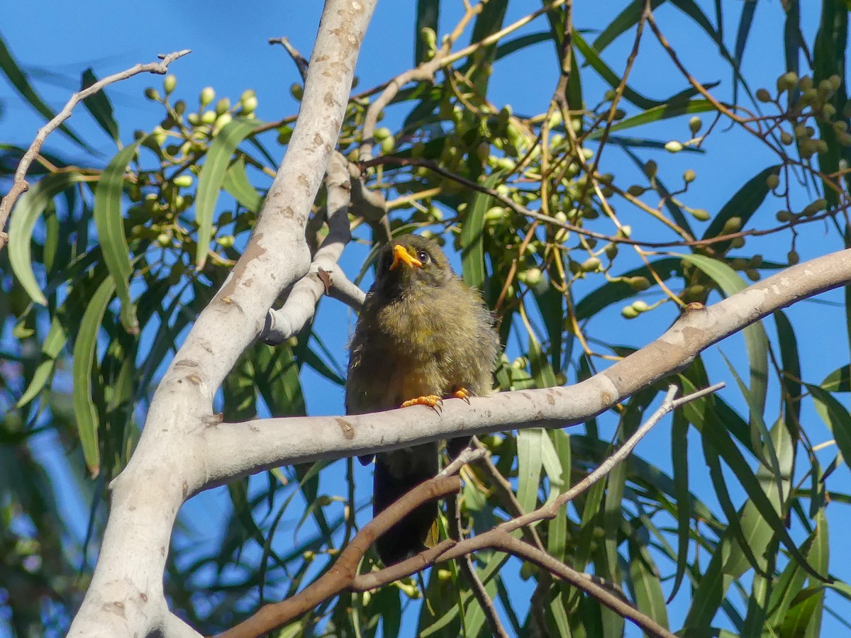 Bell Miner - ML638055249