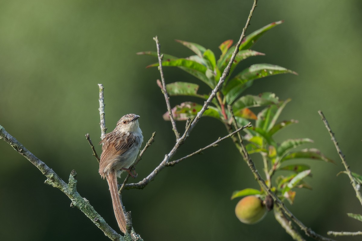 Striped Prinia - ML638055267